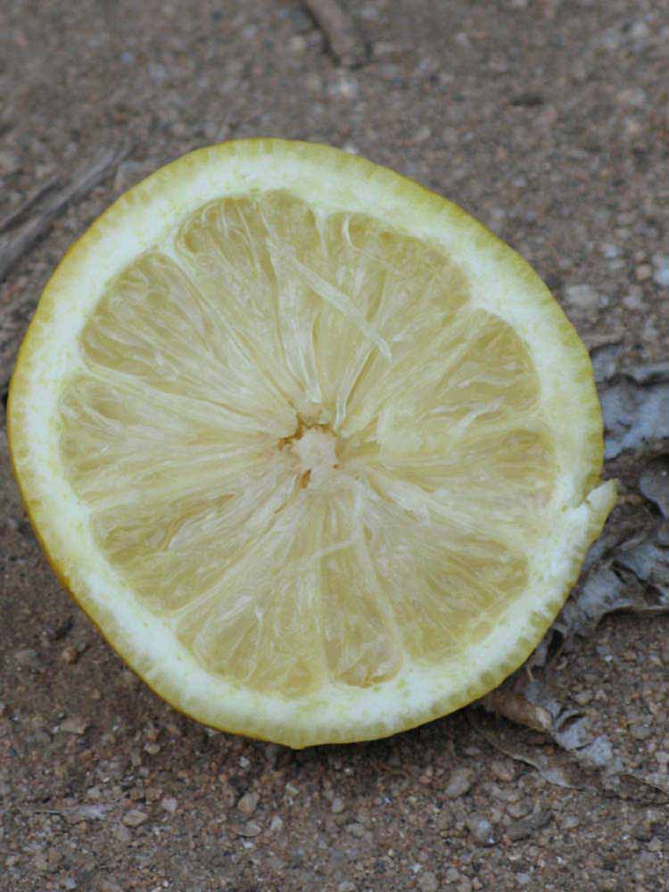            Fruit cross-section (Riverside, CA)   